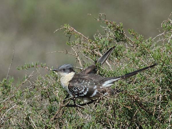 Harakkakäki, Great Spotted Cuckoo, Clamator glandarius